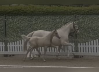 German Riding Pony, Mare, 6 years, 14.2 hh, Cremello