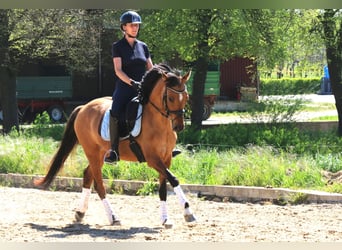 German Riding Pony, Mare, 6 years, 14.2 hh, Dun