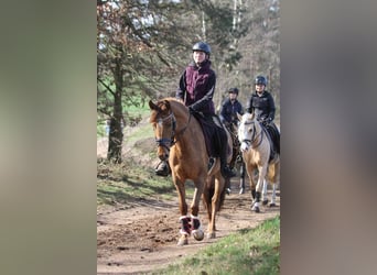 German Riding Pony, Mare, 6 years, 14.2 hh, Dun