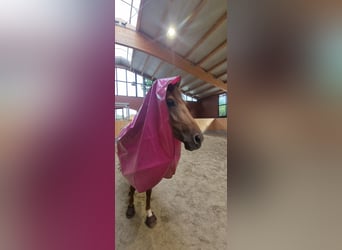 German Riding Pony, Mare, 6 years, 14.2 hh, Dun