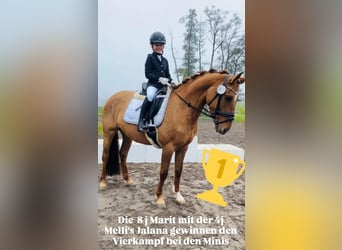 German Riding Pony, Mare, 6 years, 14.2 hh, Dun