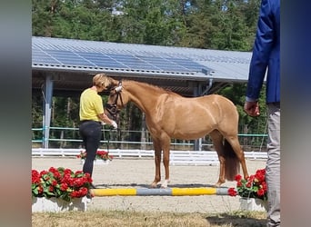 German Riding Pony, Mare, 6 years, 14.2 hh, Dun
