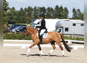 German Riding Pony, Mare, 6 years, 14.2 hh, Dun