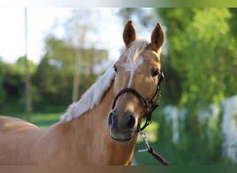 German Riding Pony, Mare, 6 years, 14,2 hh, Palomino