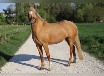 German Riding Pony, Mare, 6 years, 14,2 hh, Palomino