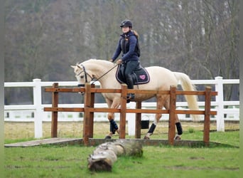 German Riding Pony, Mare, 6 years, 14.2 hh, Palomino
