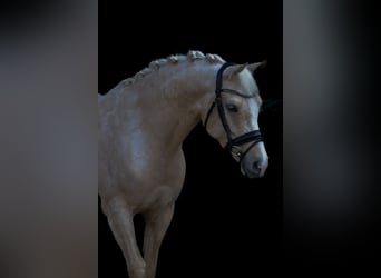 German Riding Pony, Mare, 6 years, 14.2 hh, Palomino