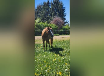 German Riding Pony, Mare, 6 years, 14.2 hh, Red Dun