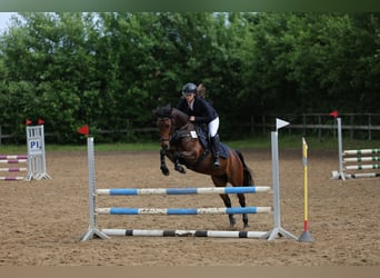 German Riding Pony, Mare, 6 years, 14 hh, Bay-Dark