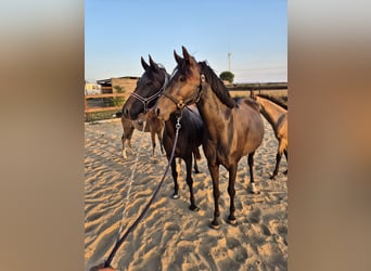 German Riding Pony, Mare, 6 years, 14 hh, Black