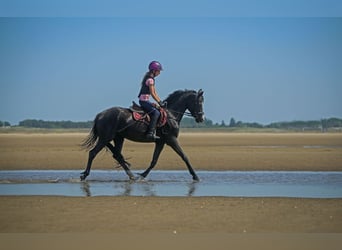 German Riding Pony, Mare, 6 years, 14 hh, Black