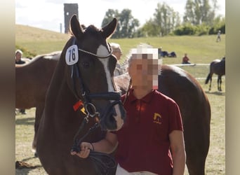 German Riding Pony, Mare, 6 years, 14 hh, Chestnut