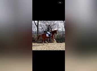 German Riding Pony, Mare, 6 years, 14 hh, Chestnut-Red