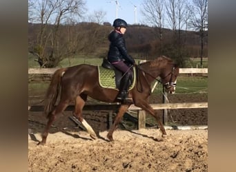 German Riding Pony, Mare, 6 years, 14 hh, Chestnut-Red