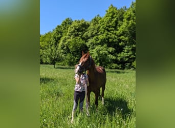 German Riding Pony, Mare, 6 years, 14 hh, Chestnut-Red