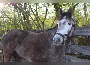 German Riding Pony, Mare, 6 years, 14 hh, Grey