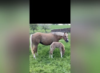 German Riding Pony, Mare, 6 years, 14 hh, Palomino