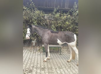 German Riding Pony, Mare, 6 years, 14 hh, Pinto