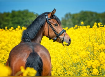 German Riding Pony, Mare, 6 years, 14,1 hh, Brown