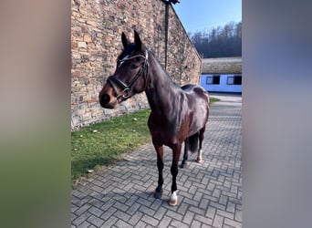 German Riding Pony, Mare, 6 years, 14,1 hh, Brown