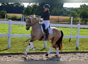 German Riding Pony, Mare, 6 years, 14,1 hh, Buckskin