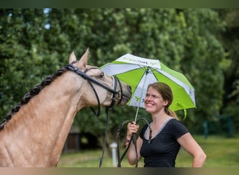 German Riding Pony, Mare, 6 years, 14,1 hh, Buckskin