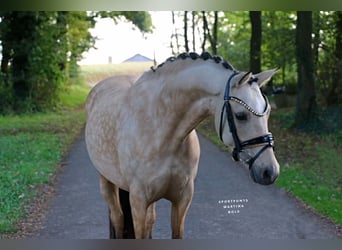 German Riding Pony, Mare, 6 years, 14,1 hh, Buckskin