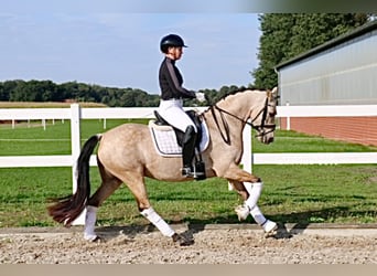 German Riding Pony, Mare, 6 years, 14,1 hh, Buckskin