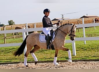 German Riding Pony, Mare, 6 years, 14,1 hh, Buckskin