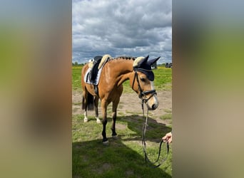 German Riding Pony, Mare, 6 years, 14,1 hh, Buckskin