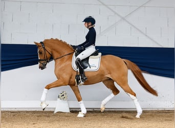 German Riding Pony, Mare, 6 years, 14,1 hh, Chestnut-Red