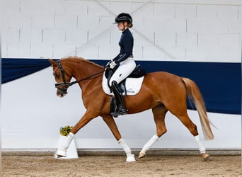 German Riding Pony, Mare, 6 years, 14,1 hh, Chestnut-Red