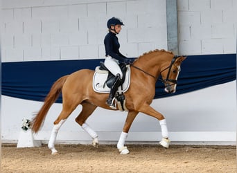 German Riding Pony, Mare, 6 years, 14,1 hh, Chestnut-Red