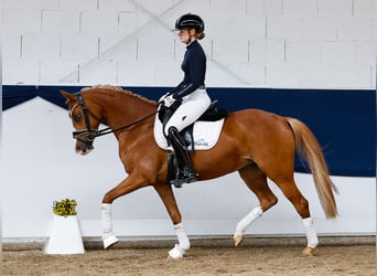 German Riding Pony, Mare, 6 years, 14,1 hh, Chestnut-Red