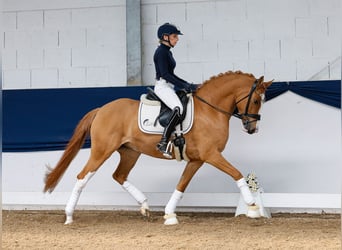 German Riding Pony, Mare, 6 years, 14,1 hh, Chestnut-Red