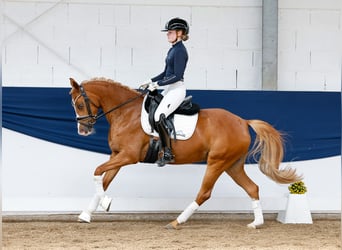German Riding Pony, Mare, 6 years, 14,1 hh, Chestnut-Red