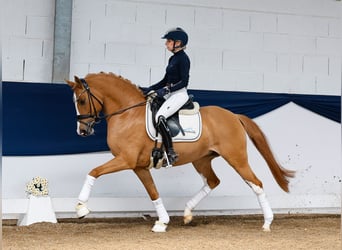 German Riding Pony, Mare, 6 years, 14,1 hh, Chestnut-Red