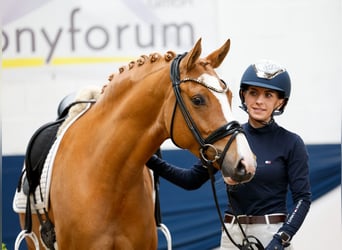 German Riding Pony, Mare, 6 years, 14,1 hh, Chestnut-Red