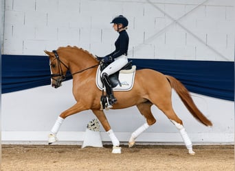 German Riding Pony, Mare, 6 years, 14,1 hh, Chestnut-Red