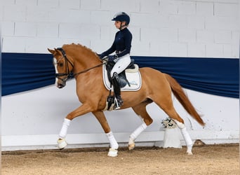 German Riding Pony, Mare, 6 years, 14,1 hh, Chestnut-Red