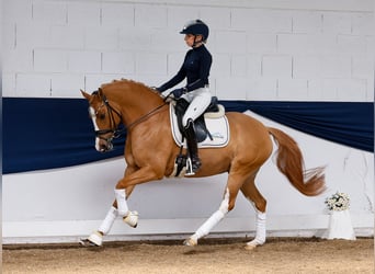 German Riding Pony, Mare, 6 years, 14,1 hh, Chestnut-Red