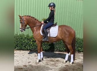 German Riding Pony, Mare, 6 years, 14,1 hh, Chestnut-Red