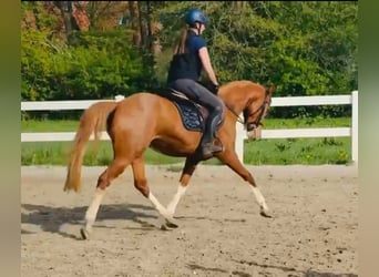 German Riding Pony, Mare, 6 years, 14,1 hh, Chestnut-Red