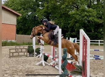 German Riding Pony, Mare, 6 years, 14,1 hh, Chestnut-Red
