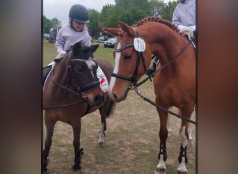 German Riding Pony, Mare, 6 years, 14,1 hh, Chestnut-Red