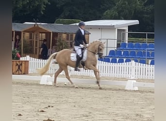 German Riding Pony, Mare, 6 years, 14,1 hh, Palomino