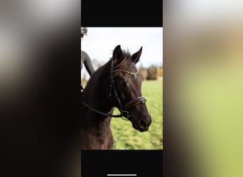 German Riding Pony, Mare, 6 years, 14,2 hh, Bay-Dark