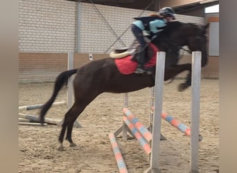 German Riding Pony, Mare, 6 years, 14,2 hh, Black