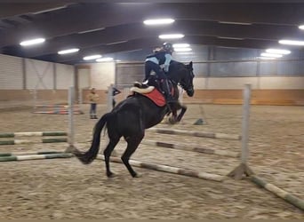 German Riding Pony, Mare, 6 years, 14,2 hh, Black