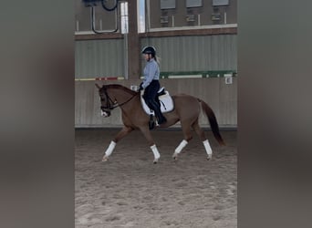 German Riding Pony, Mare, 6 years, 14,2 hh, Chestnut-Red